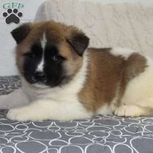 Olive, Akita Puppy